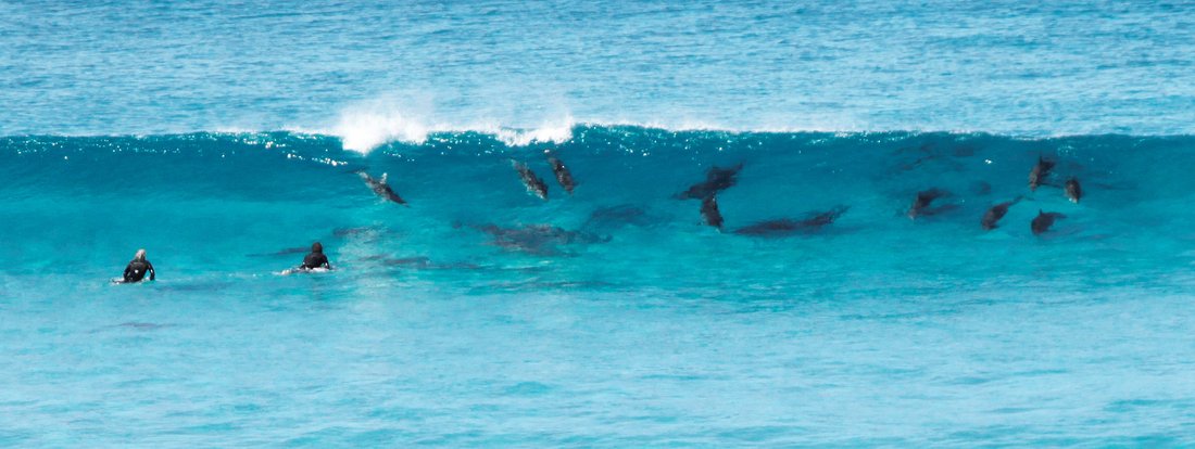 surfin dolphins, esperance