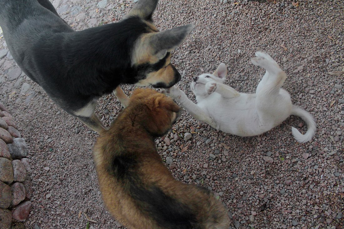 Adoptivhund Lars + Spielgefährten